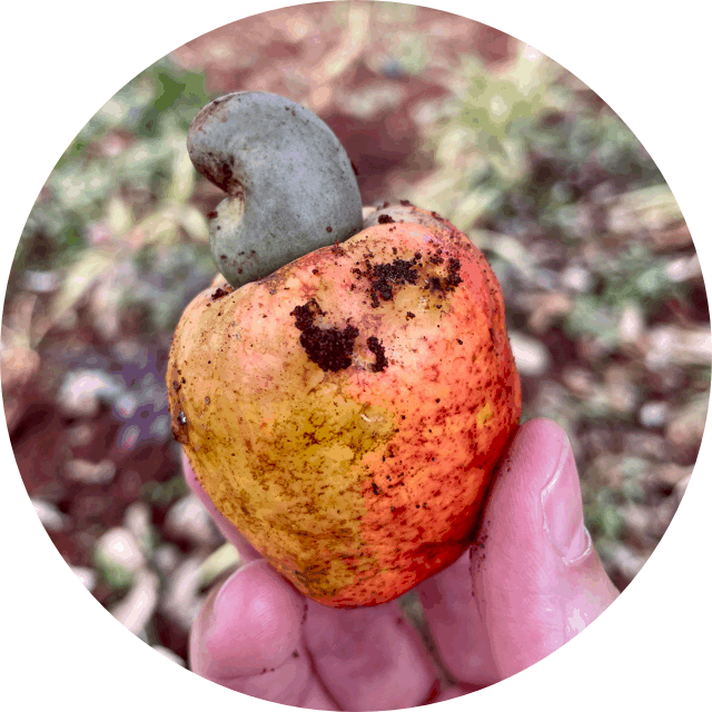 GROW. cashew fruit in hand