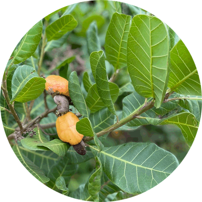 GROW. cashew on tree