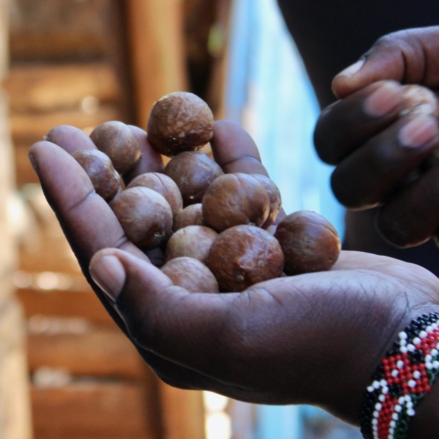 GROW. macadamia nuts in shell kenya