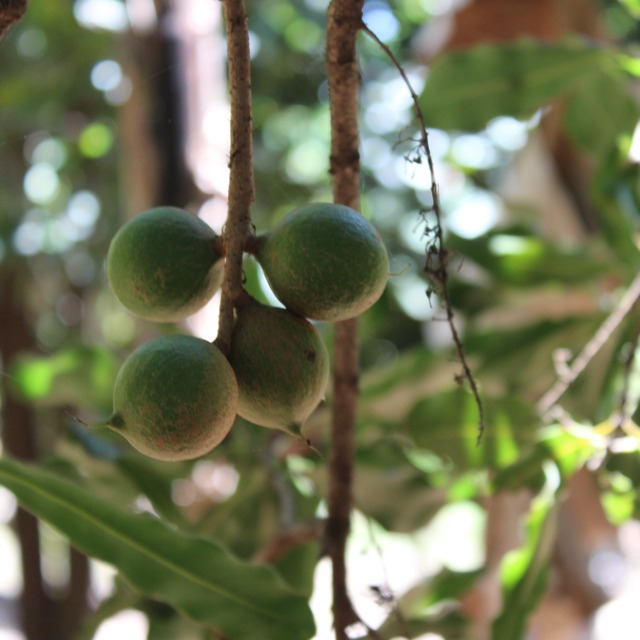 GROW. macadamia nuts on tree