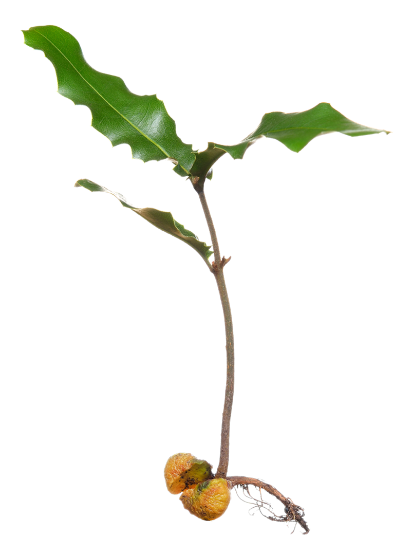 GROW. macadamia seedling