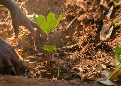 GROW. cashew seedling planting