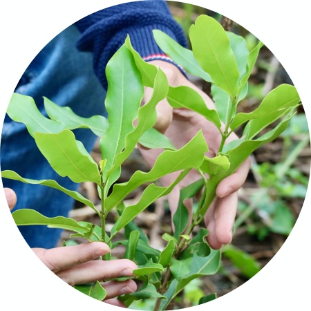 GROW. introduction of macadamia in Ethiopia