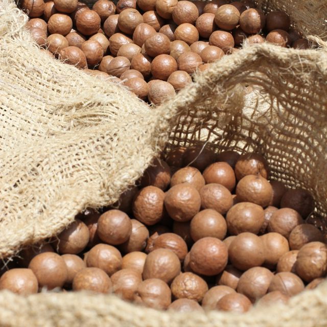 GROW. macadamia nuts in jute bags GROW. macadamia nuts in jute bags