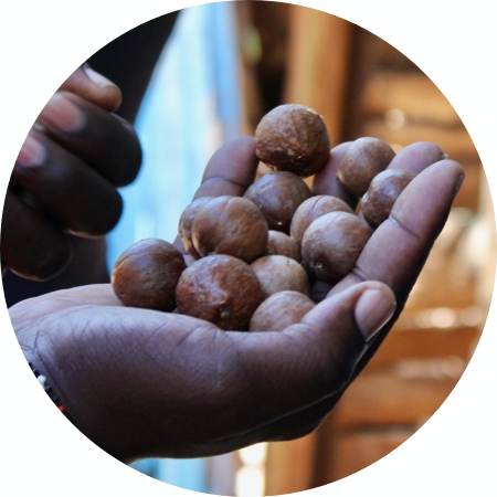 GROW. fair value chain macadamia nuts kenya