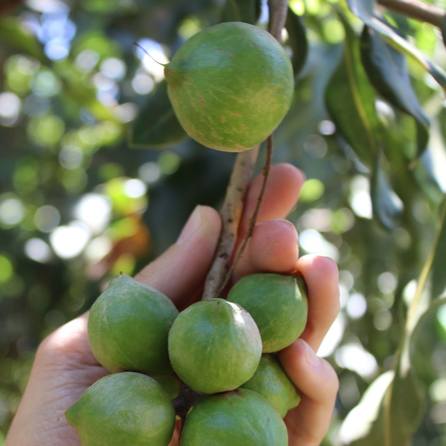 GROW. macadamia nuts on tree