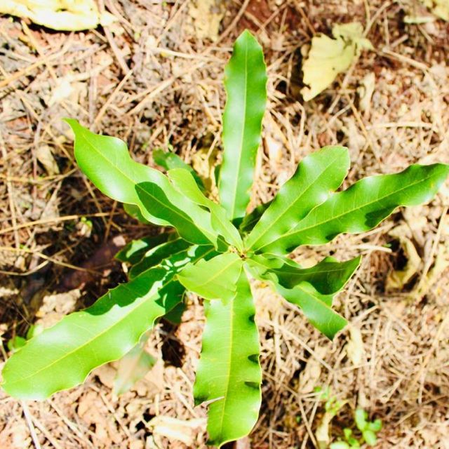 GROW. macadamia plant ethiopia